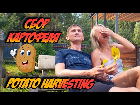 Видео: Сбор картофеля / potato harvesting #beautifulgirl #урожай #harvest #harvesting