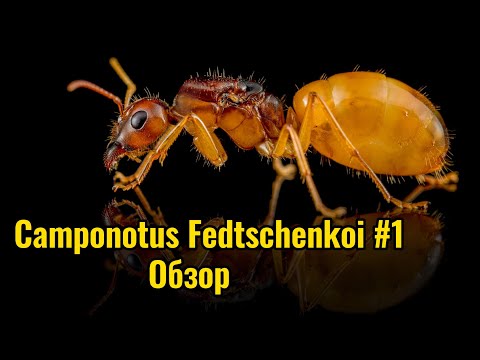 Видео: Муравьиная ферма. Camponotus Fedtschenkoi #1. Обзор