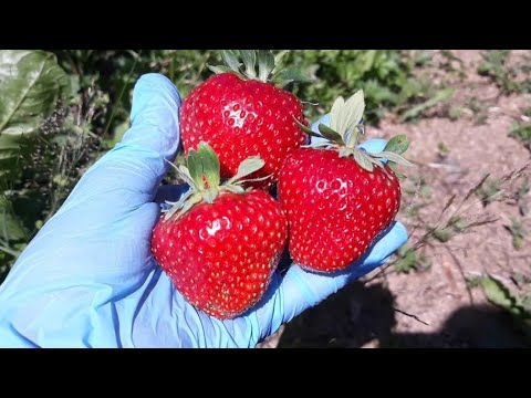 Видео: САМАЯ СЛАДКАЯ ЯГОДА - КИМБЕРЛИ!!!🍓