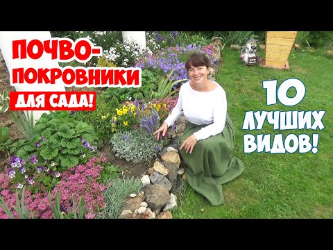 Видео: Какие почвопокровные цветы посадить в саду? 10 лучших ПОЧВОПОКРОВНИКОВ, цветущих все лето!