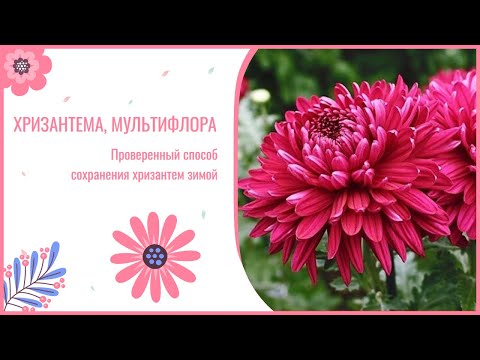 Видео: Как у нас зимуют хризантемы. Мультифлора. Корейская хризантема.