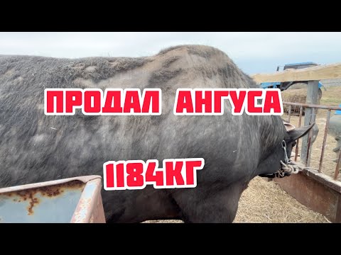 Видео: Ангус Яша уехал на новую ферму