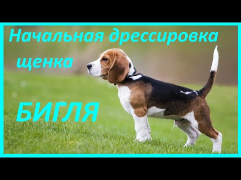 Видео: 275. Начальная дрессировка щенка бигля