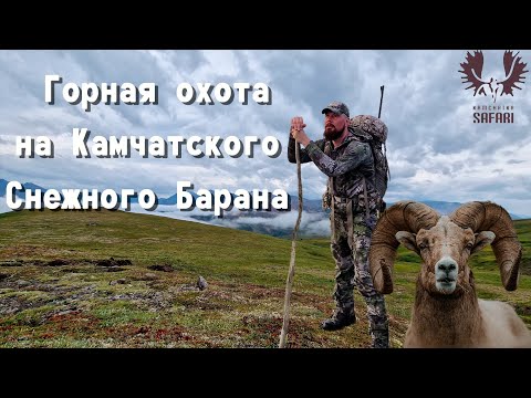 Видео: Горная охота на Камчатского Снежного Барана. Mountain hunting for the Kamchatka Snow Sheep