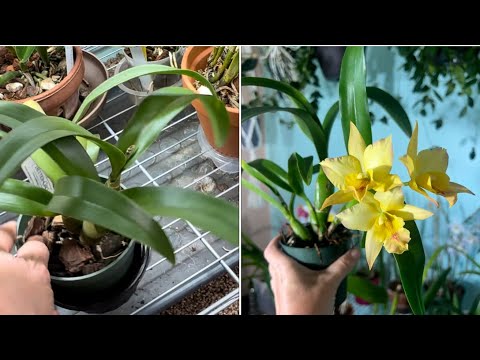 Видео: Ч2. Обзор комнатных растений. Фаленопсисы , ванды , каттлеи и как я сожгла листья у фаленопсисов. 
