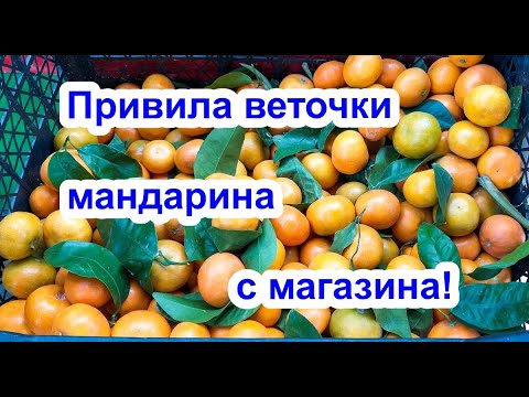 Видео: НЕОБЫЧНАЯ ПРИВИВКА МАНДАРИНА НА ЛИМОН..