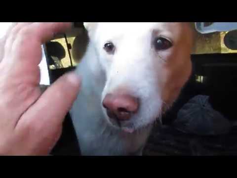 Видео: Не провести Лайму Тайну Злату