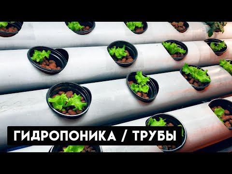 Видео: Гидропоника в подвале. Выращиваю зелень