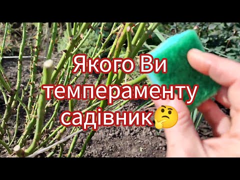 Видео: Про життя саду в кінці жовтня🍁і темпераменти😜