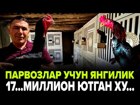 Видео: ТУРАКОРГОН ХУРОЗИ ОШ ШАХРИДА 17.МИЛЛИОН ПУЛ ЮТВОЛДИ ХАММАНИ ХАЙРАТГА СОЛДИ