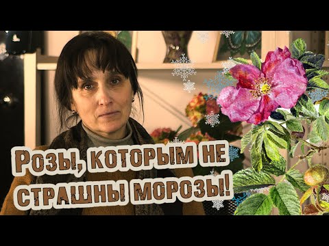 Видео: Лучшие гибриды розы морщинистой (ругоза) для северных регионов