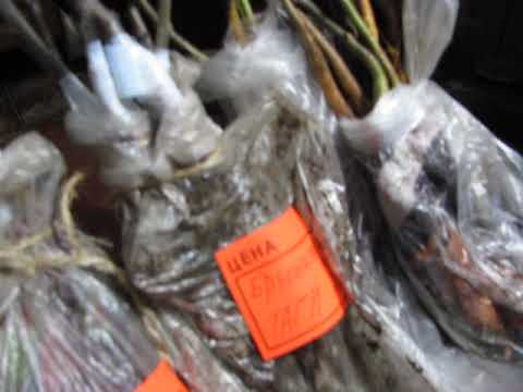 Видео: Зимняя прививка №1