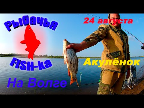 Видео: Рыбалка на Волге! Часть 3 - Акуленок!