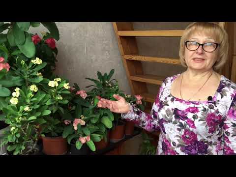 Видео: Эуфорбия | Молочай | Уход за комнатными растениями