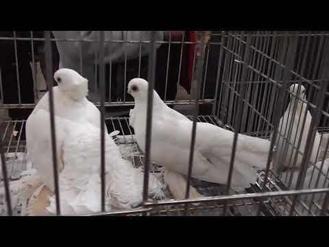 Видео: 03.02.2018 выставка голубей в челябинске.