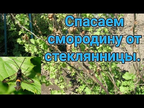 Видео: Спасаем смородину от стеклянницы