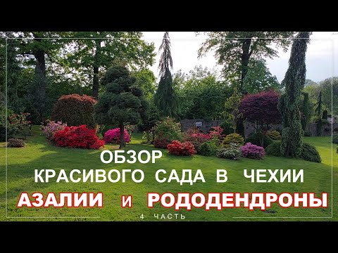 Видео: Обзор сада Miniarboretum u Holubů в Чехии. Азалии и Рододендроны расцвели. 4 часть.