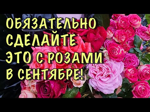 Видео: ОБЯЗАТЕЛЬНО сделайте ЭТО С РОЗАМИ В СЕНТЯБРЕ! Моменты, которые НЕЛЬЗЯ ПРОПУСТИТЬ!