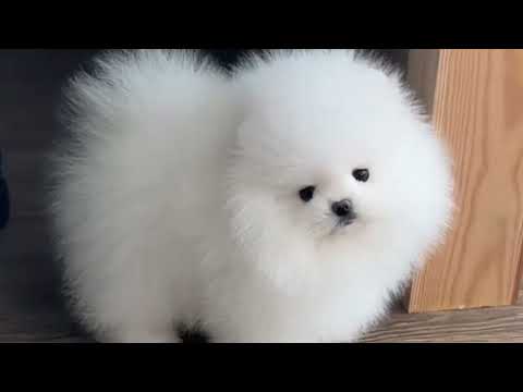 Видео: Эти собаки растопят даже каменное сердце 