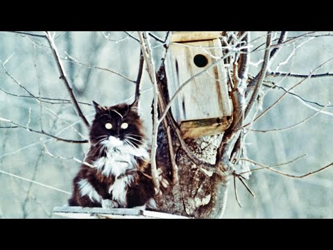 Видео: А когда встретишь тигра, 1992