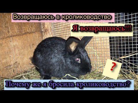 Видео: Я возвращаюсь в КРОЛИКОВОДСТВО!🥳Почему же я бросила разведение кроликов? #кролиководство #кролики 