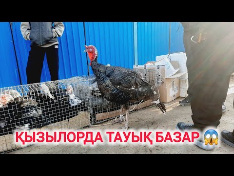 Видео: НЕ ДЕГЕН БАҒА, ҚЫЗЫЛОРДА АҚ ТӨРЕ БАЗАРЫ.