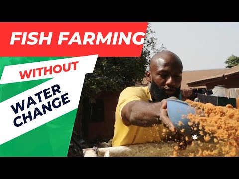 Видео: Как выращивать рыбу без подмены воды, чтобы сократить расходы и увеличить прибыль, используя проб...