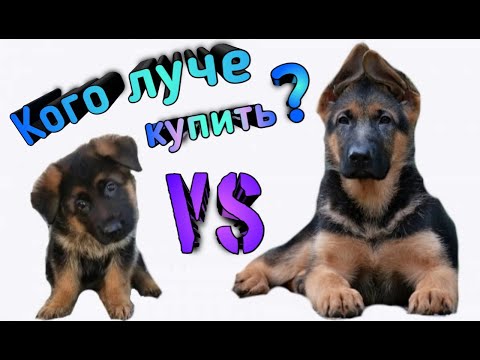 Видео: Подрощенный щенок или маленький комок? Кого лучше купить? Мокрый нос