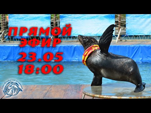 Видео: Любовь к морским котикам!