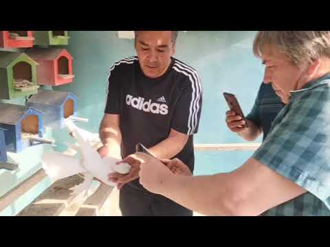 Видео: ПАРВОЗЛА УЧУН ТИЛЛО АКАДАН ИНТЕРВЮ #кабутарлар #голуби#shortvide #shortsfeed #kabootar#pigeonlovers 