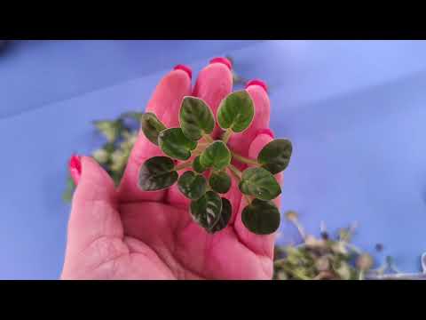 Видео: 30.03.21.ФИАЛКА трейлер Milky way. деление.. размножение пасынками..