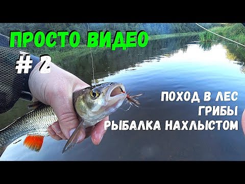 Видео: Ловля голавля. Нахлыст. Летние грибы. Прогулка в лес.