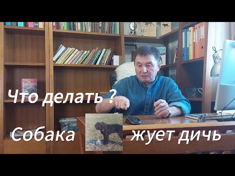 Видео: Что делать , если собака жует или бросает дичь.