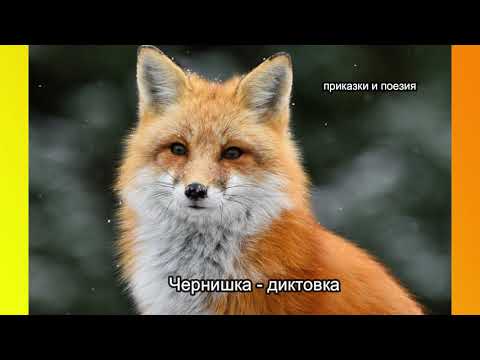 Видео: Чернишка  - диктовка