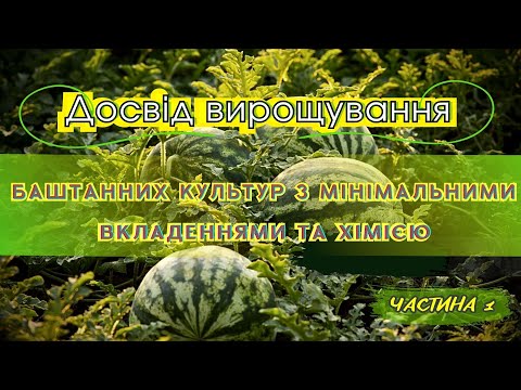 Видео: ДОСВІД ВИРОЩУВАННЯ СОРТІВ БАШТАННИХ КУЛЬТУР