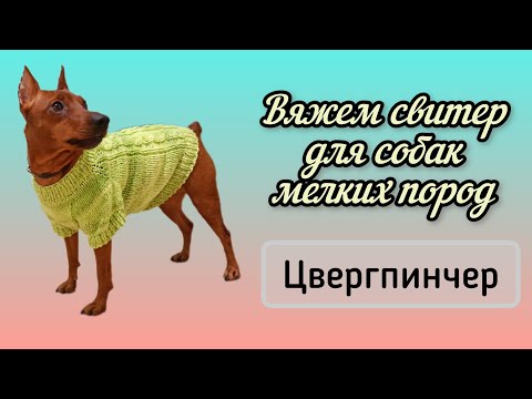 Видео: Вязаный свитер для собаки. Цвергпинчер. Мастер-класс.