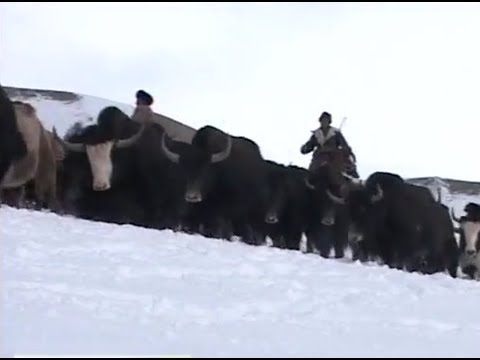 Видео: «Кыштоо» («Стойбище» - “Cattle Camp”)