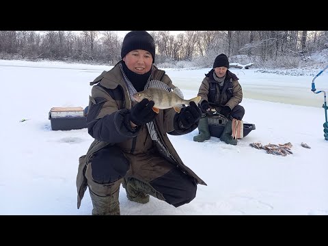 Видео: Первый лед 2023-2024.! Наловили целую кучу Окуней.!!! Всем бы такой рыбалки!!