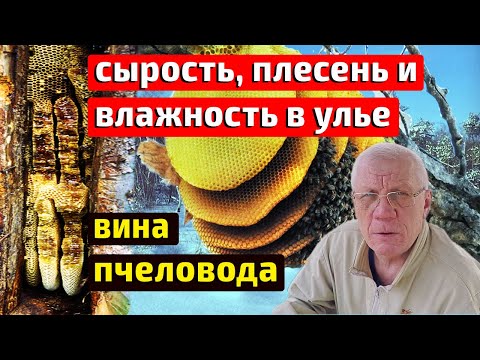 Видео: Почему в улье сырость и плесень зимой? Большое ЗАБЛУЖДЕНИЕ Пчеловодов!