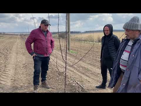 Видео: Как обрезать сливу после посадки в сад.