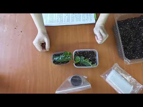 Видео: Размножение фиалок фрагментами листа.