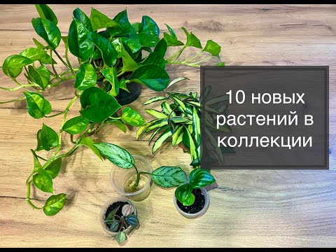 Видео: ОБЗОР 10 НОВЫХ растений в моей коллекции