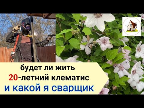 Видео: Шпалера для клематиса из металла руками женщины.