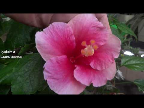 Видео: Комнатные цветы/Новички суккуленты/Суккулентный садик/Композиция из цветов