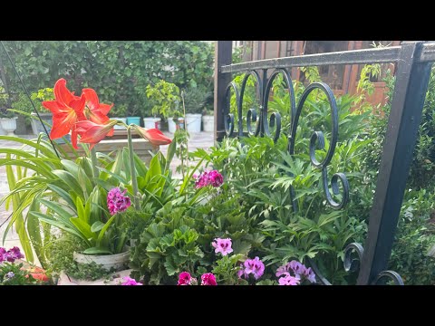 Видео: Күз айында гүлдерім жайнап тұр❤️👍🏻