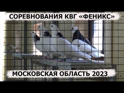 Видео: КВГ "ФЕНИКС-МОСКВА». Голуби Цыганкова Г.Б. 27.04. 2023. Лучший результат: 11 часов 25 минут.
