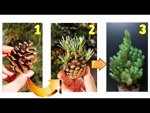Видео: ВЫРАСТИТЬ ЕЛКУ САМ ЗА 7 ДНЕЙ: 2 метода выращивания сосны из семян