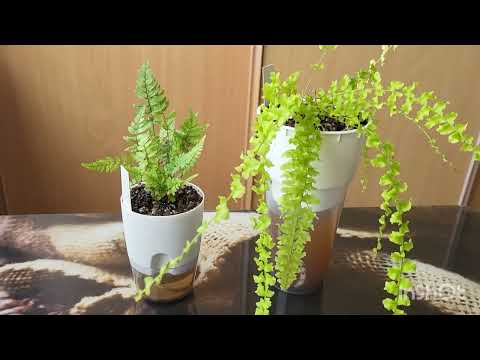Видео: Папоротники. 08.09.2023.