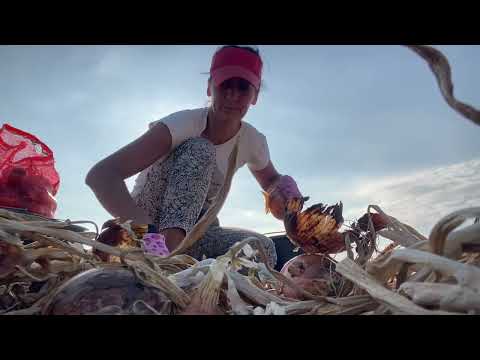 Видео: Сбор лука/ 6 сентября 2025