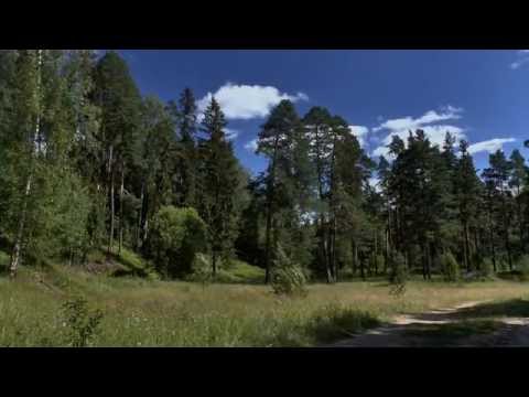 Видео: Посёлок Сиверский